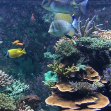 海洋生物体质量监测